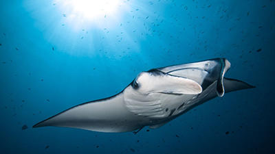 Manta Ari Atoll